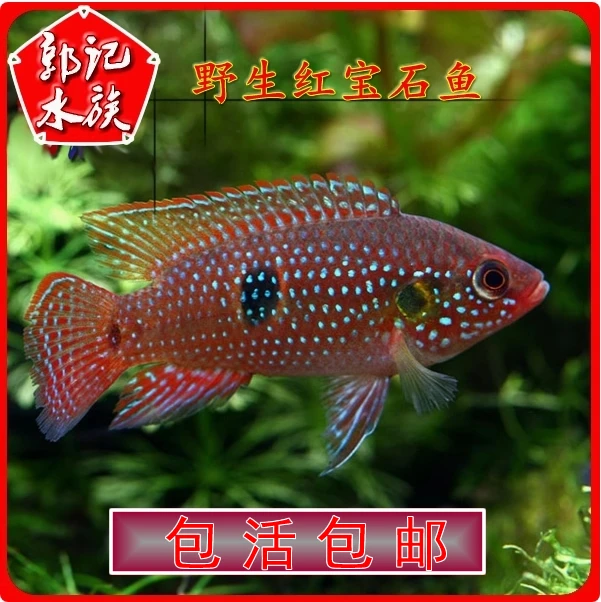 三湖慈鲷南美闯缸马雕特蓝斑血钻红宝石短雕热带中小型群游观赏鱼