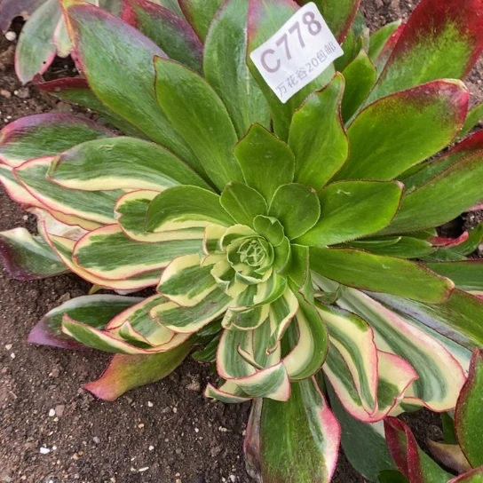 778魅影七彩多肉植物