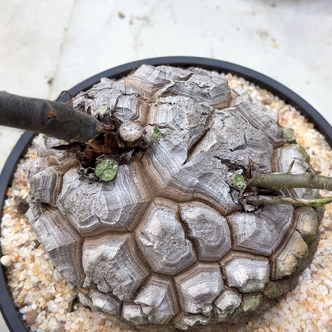 潮流植物 龟甲龙 大甲