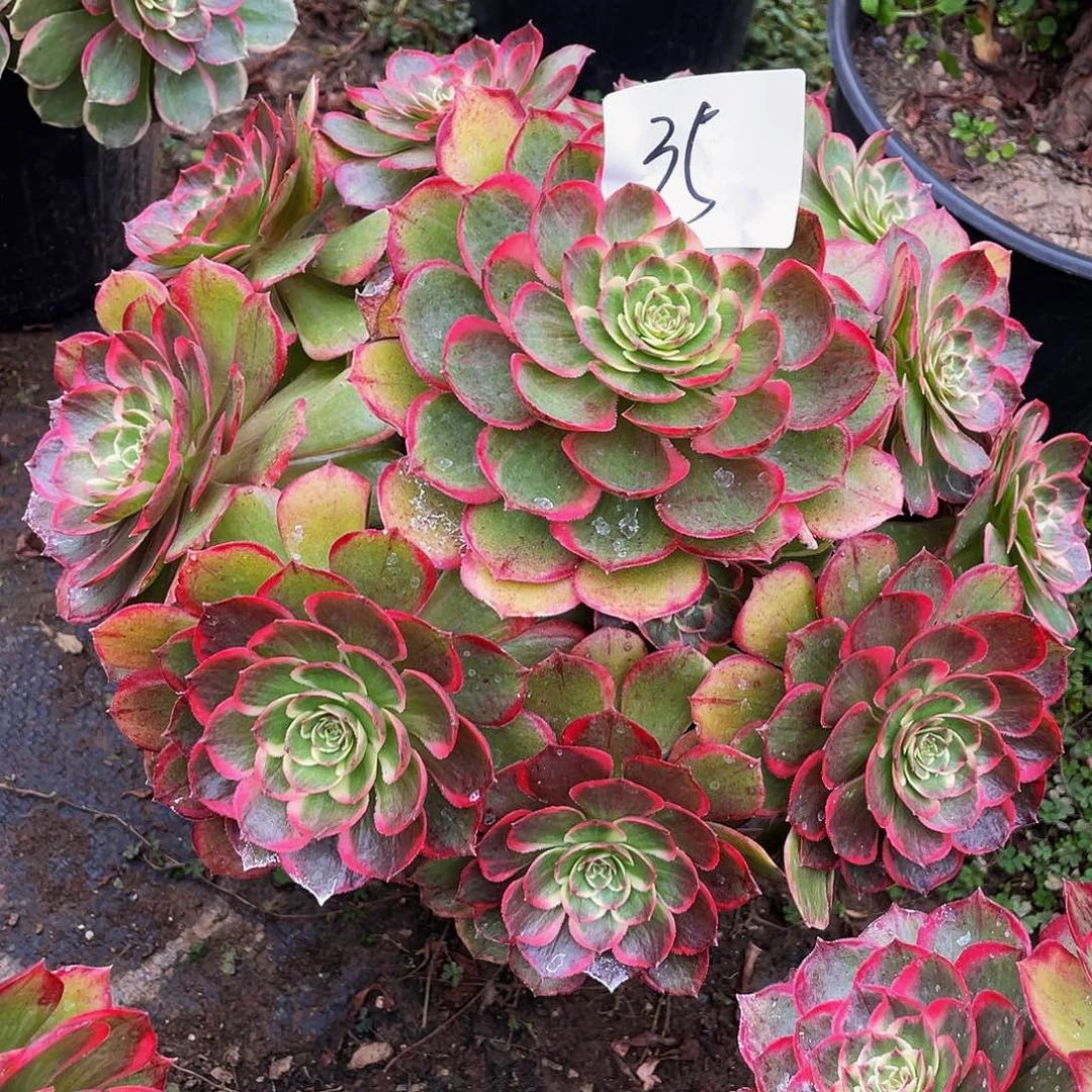 多肉法师35号粉花妖发货不包损