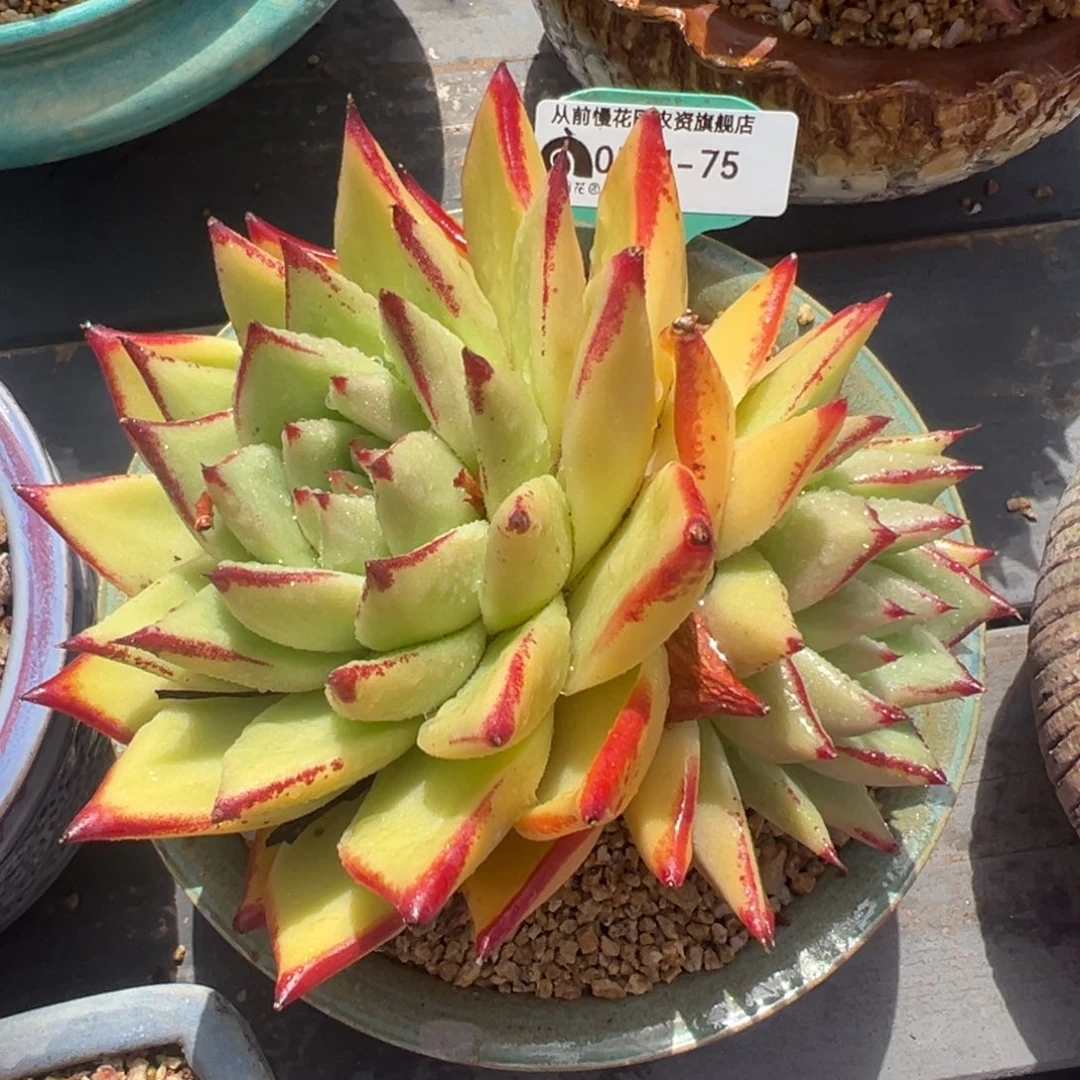 从前慢多肉精选编号0511.75