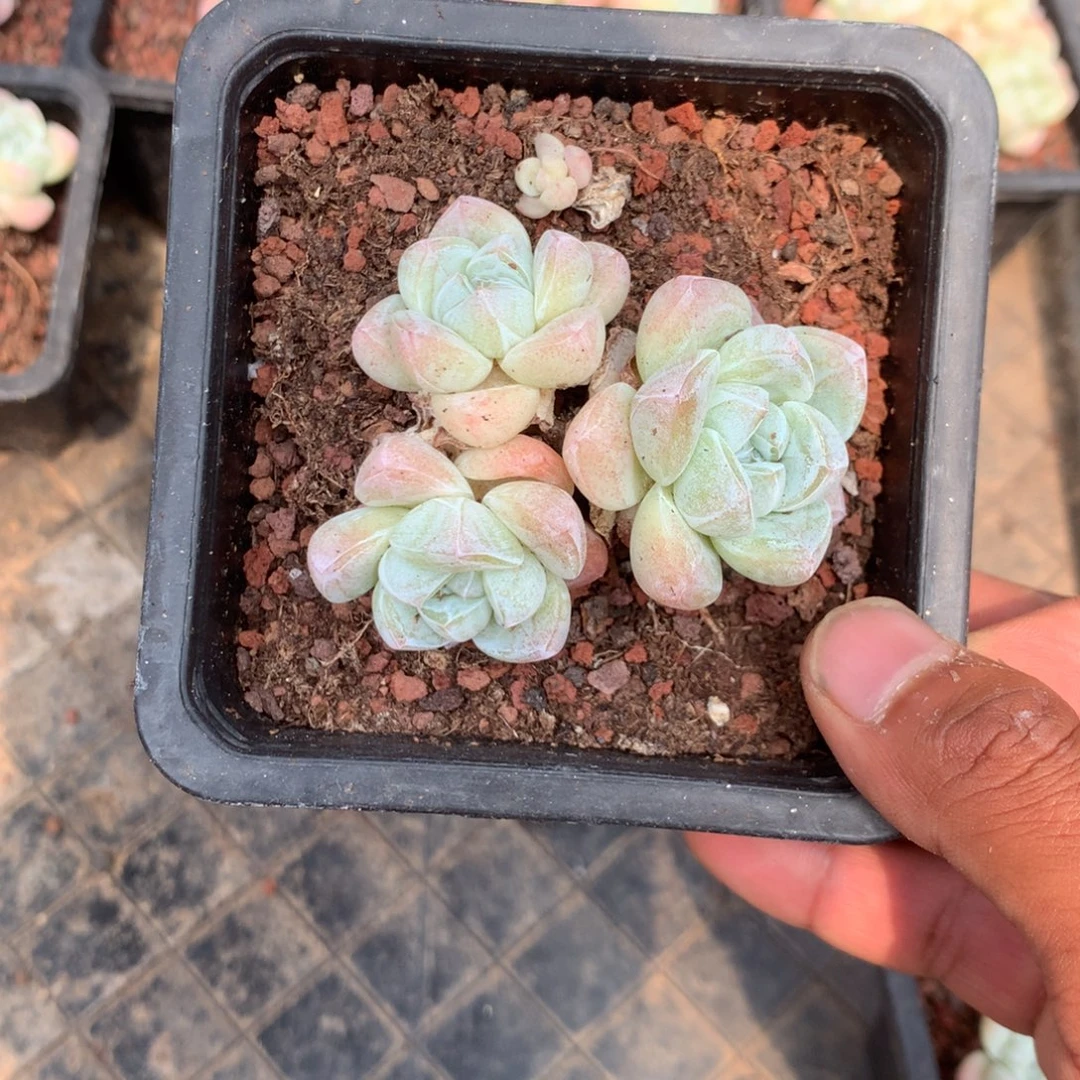 我们就像两面国旗和红旗
