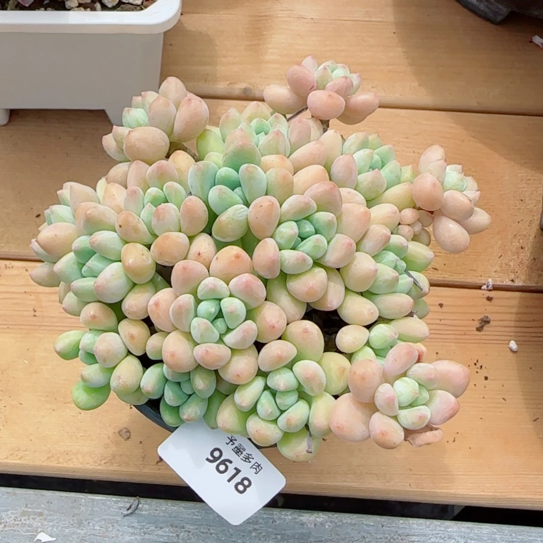 木糖醇，9618多肉植物