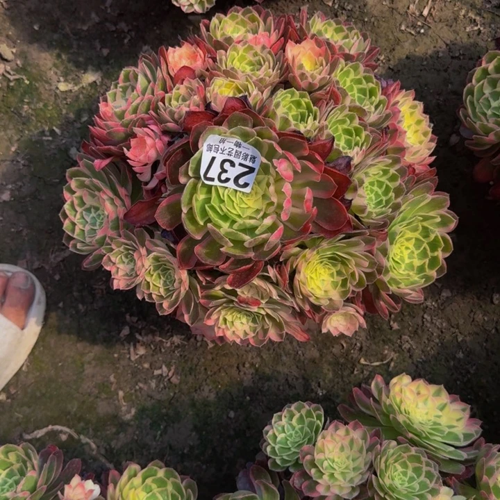 玉芙蓉花27-35包邮花花