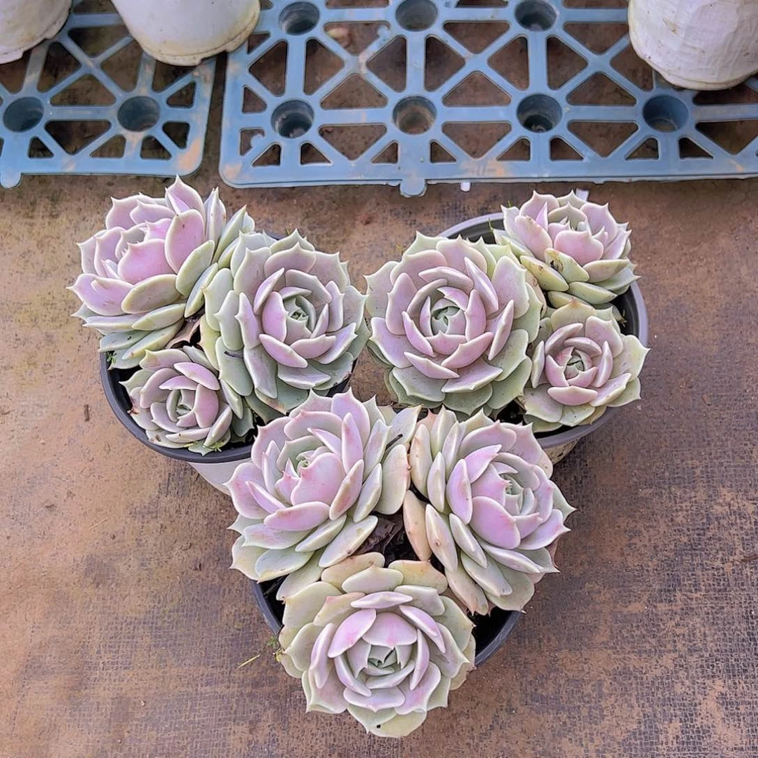 露娜莲 三头起发 120杯