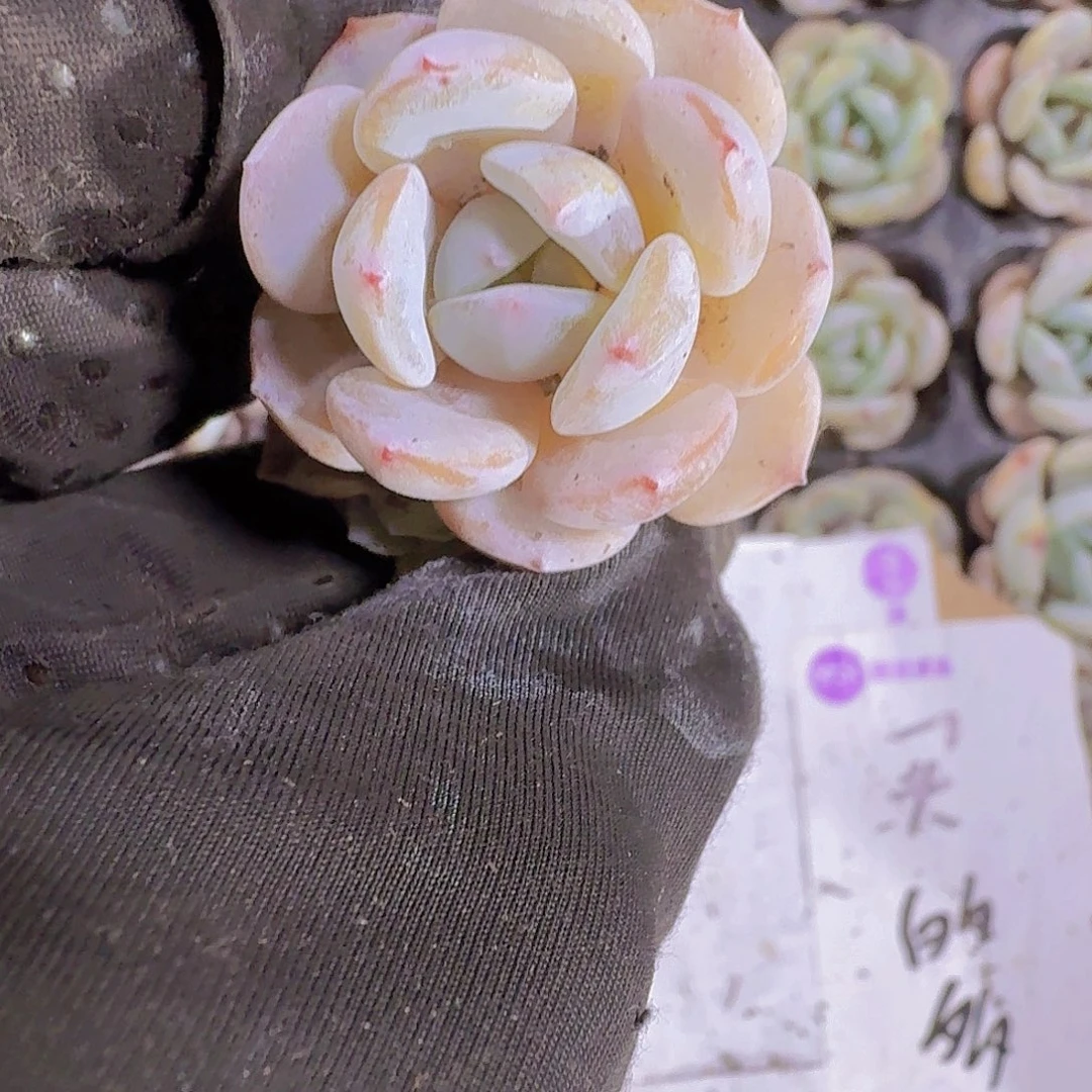 精品雪梦两颗一组