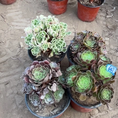 647多肉植物组合，