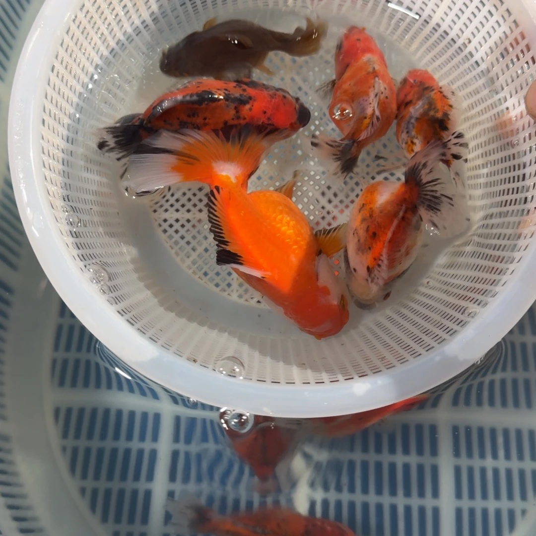 龙睛金鱼兰寿泰式将军金鱼