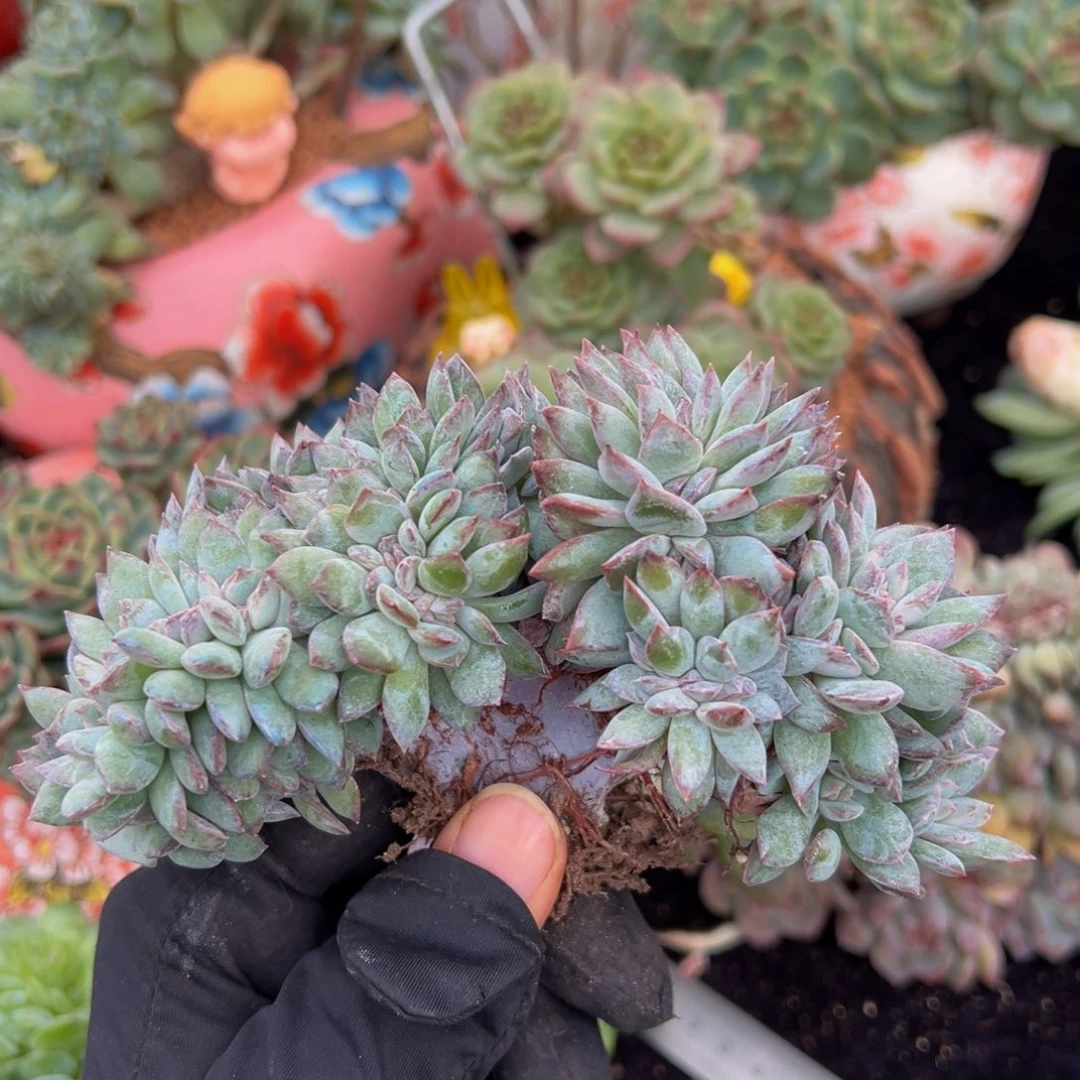 紫藤冰魄缀有点胖的