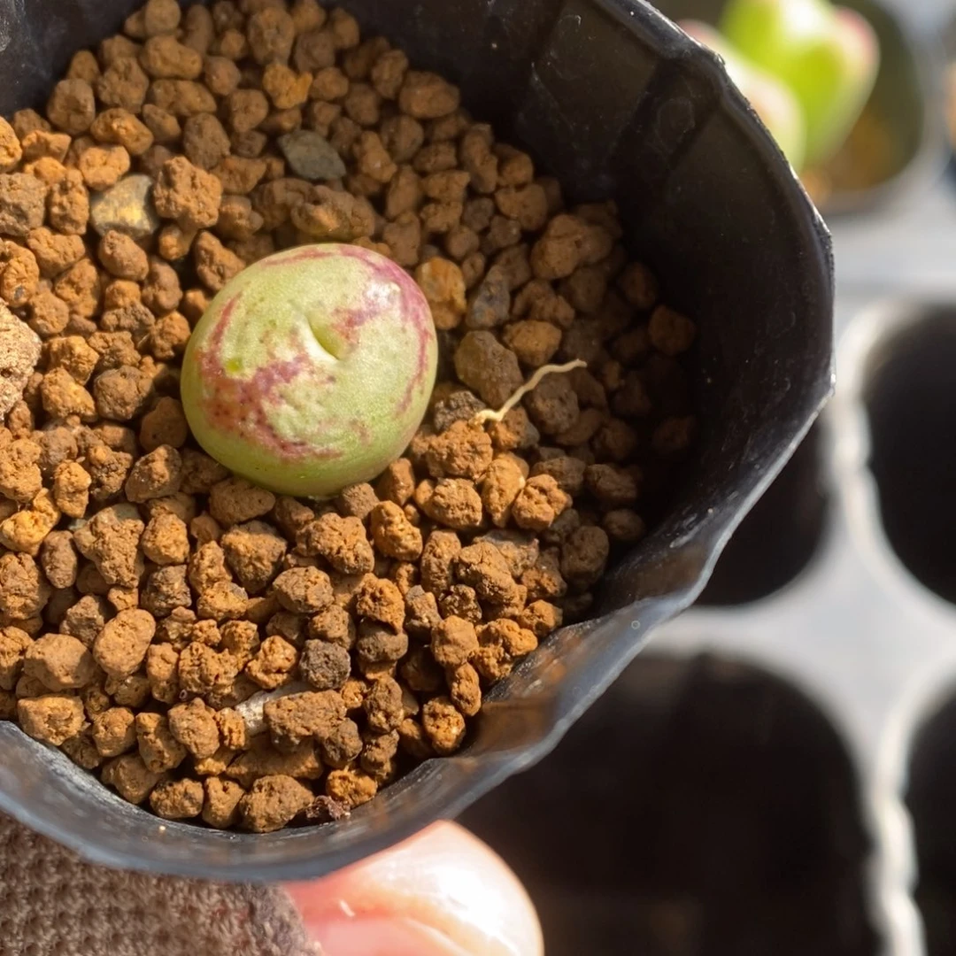 多肉植物肉锥杂交K-297