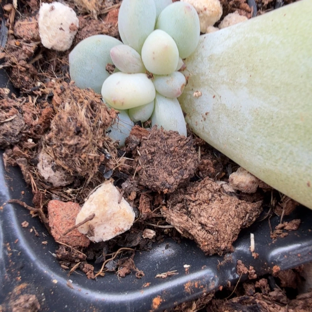 无名盲盒多肉锦植物