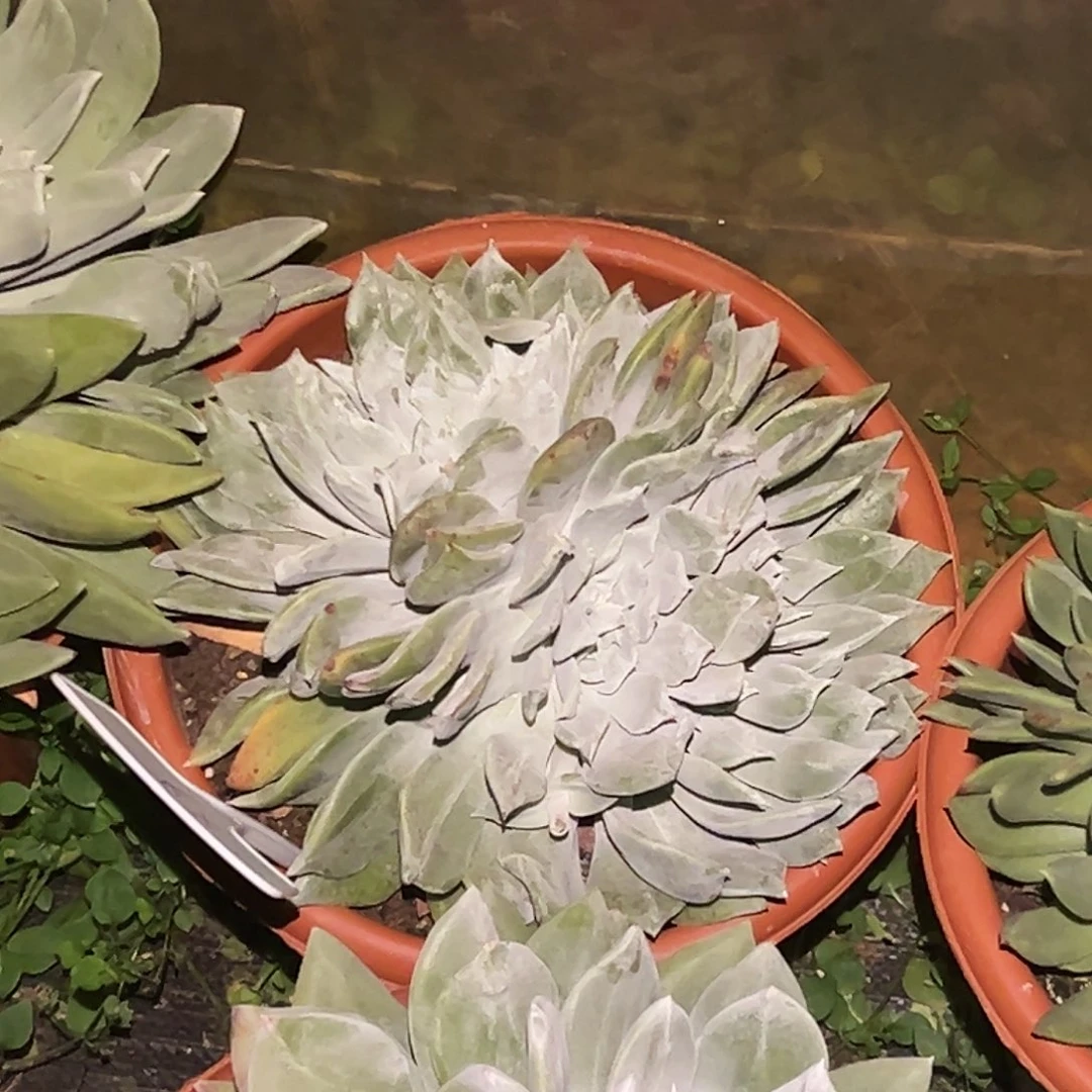 X*3代杂交仙女杯多肉。