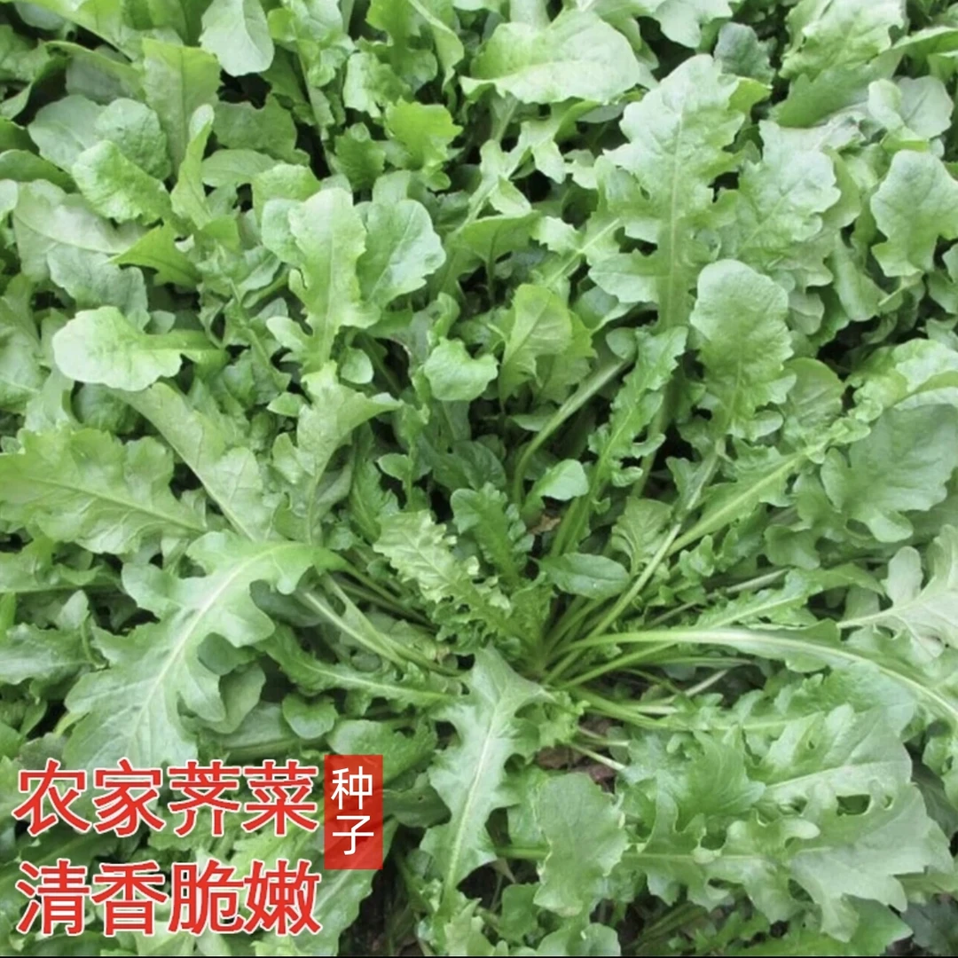 【大叶荠菜种子】家庭阳台小院四季种植盆栽地栽易种易活