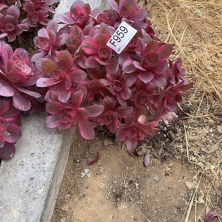 959魅金玫瑰锦多肉植物