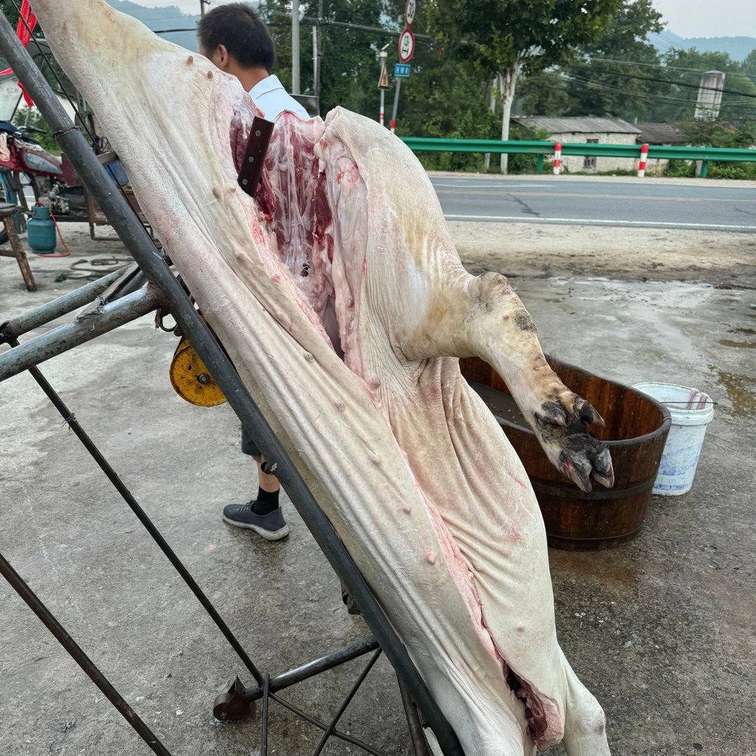 英山同城新鲜农家猪肉品质放心冷链发货养猪农家土猪肉