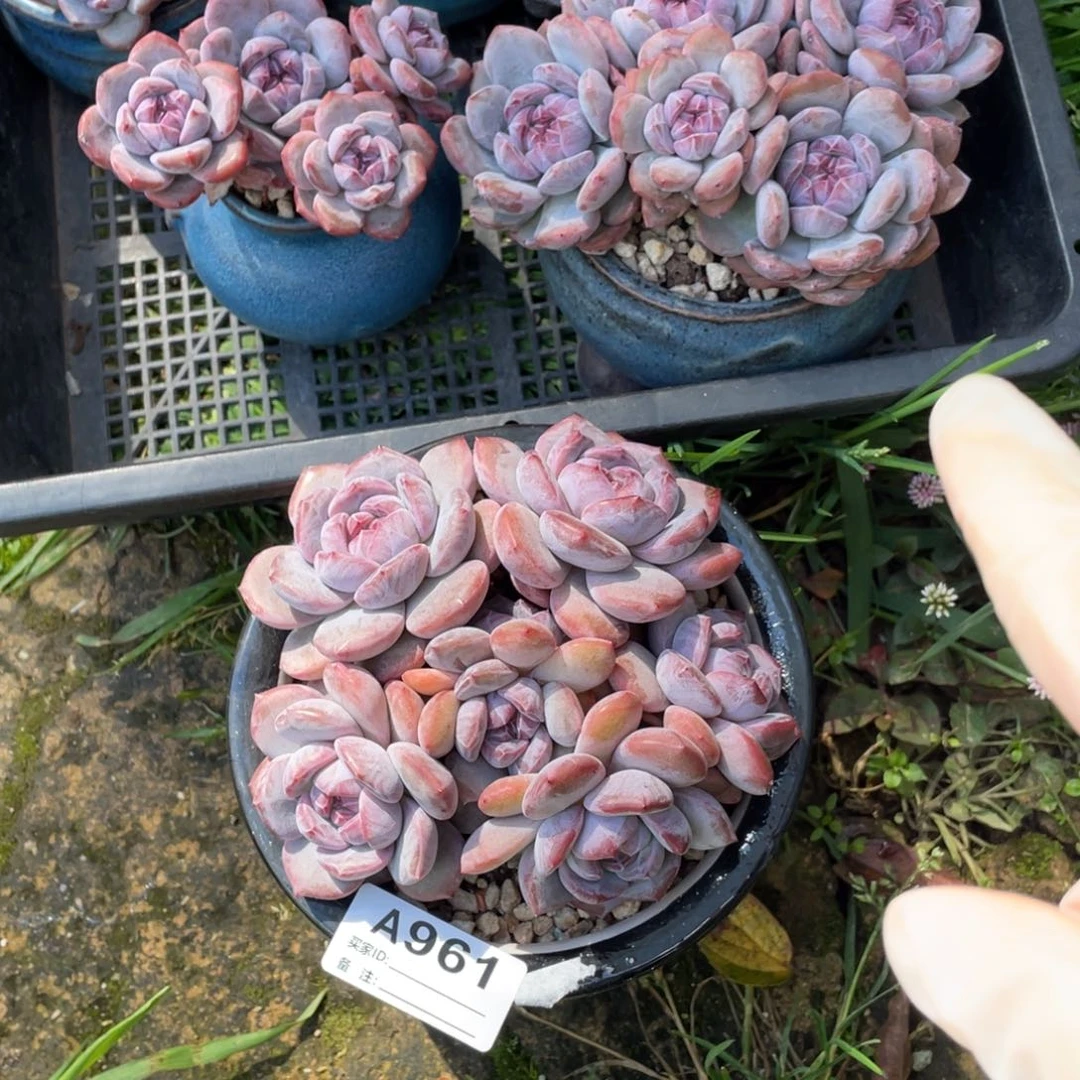 A961静好多肉园艺