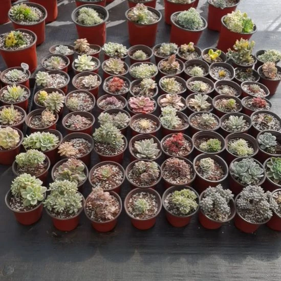 不同品种的景天锦5盆包邮（不包偏远地区）