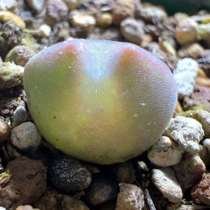 w676。青蛙2年大眼睛 限时福利漏！！