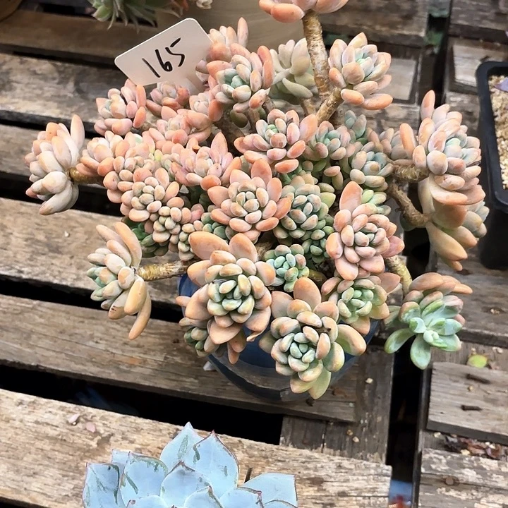 多肉植物，落神165号