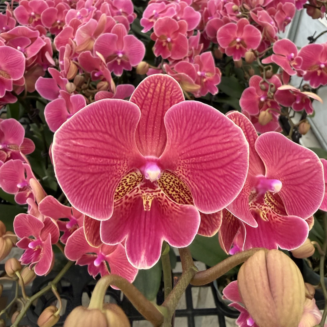 蝴蝶兰(花木兰)橙红色大舌头室内花卉绿植 好养活