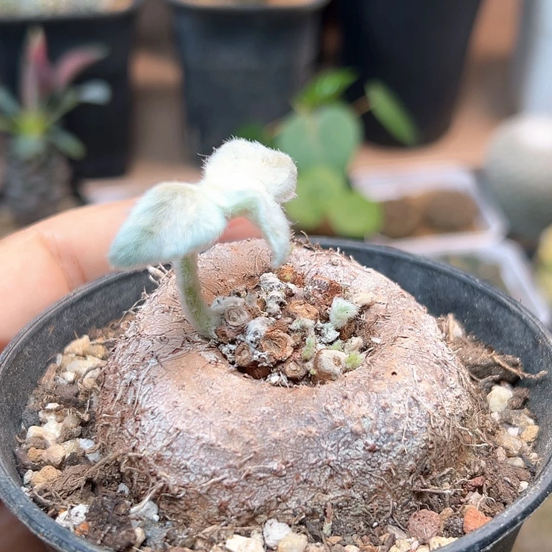 无花朵断崖女王母本实生5.9CM