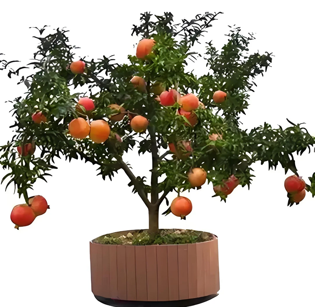 盆栽地栽一物一拍铁线莲