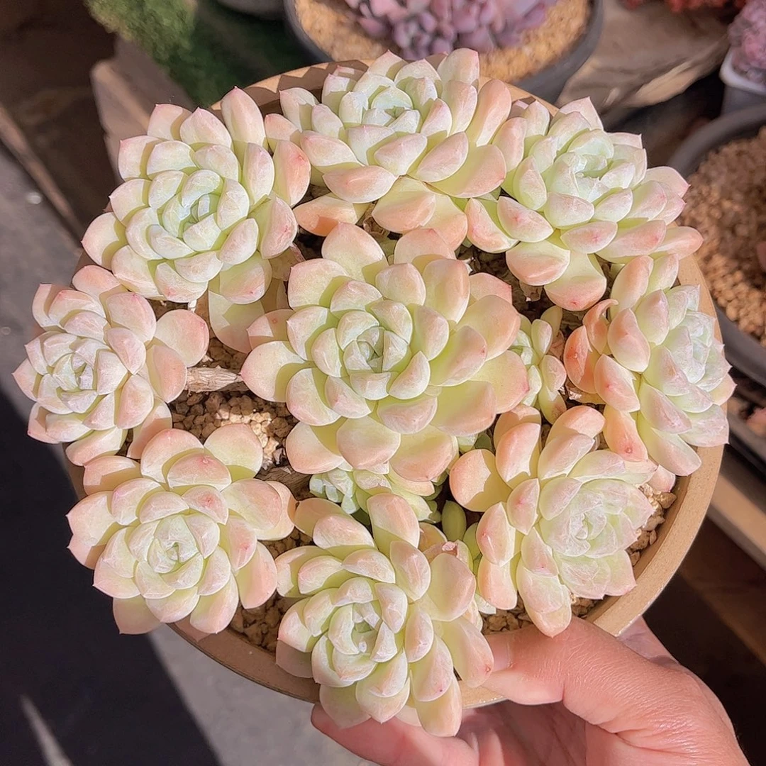 韩版奶油美人多肉