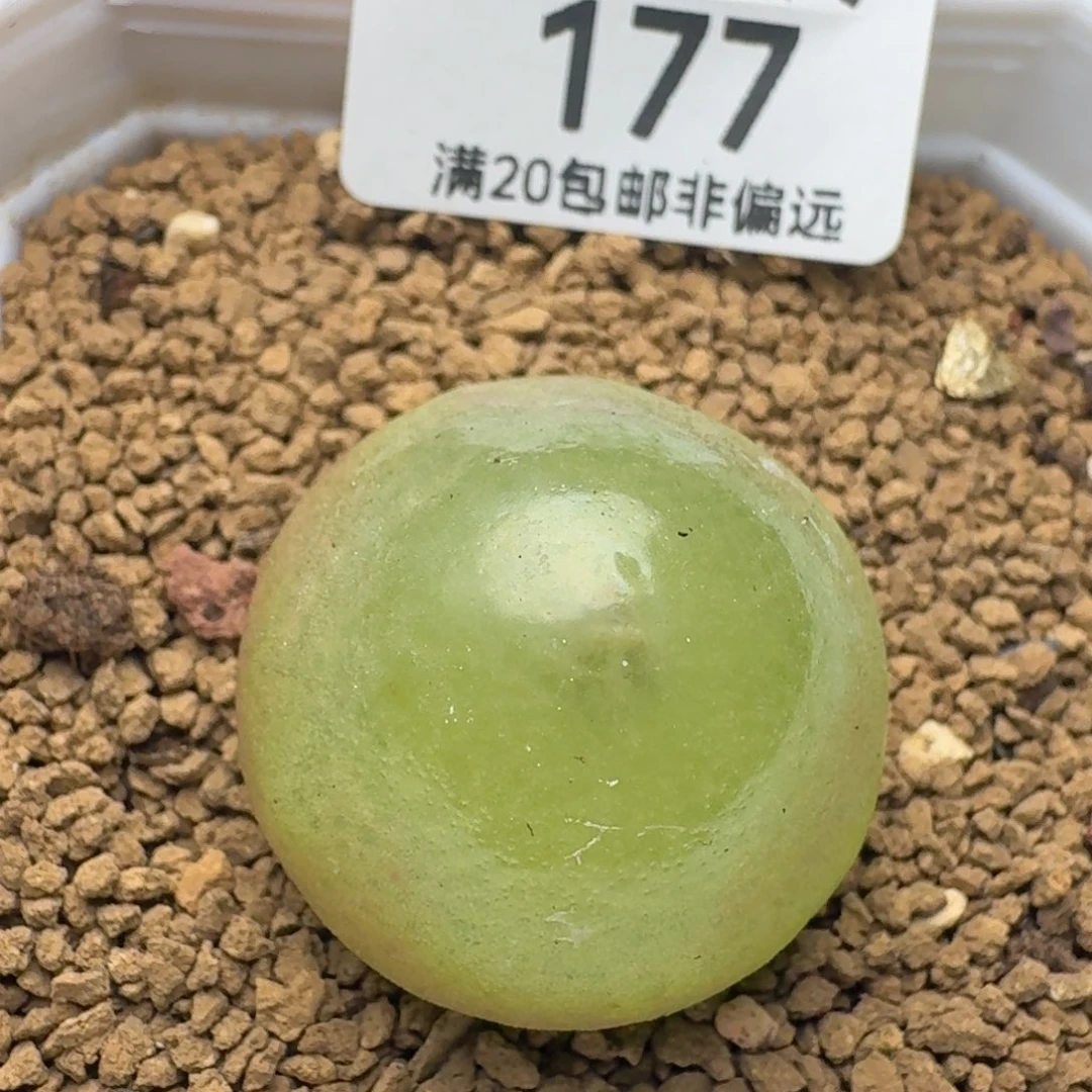 带盆土2.8。  灯泡。