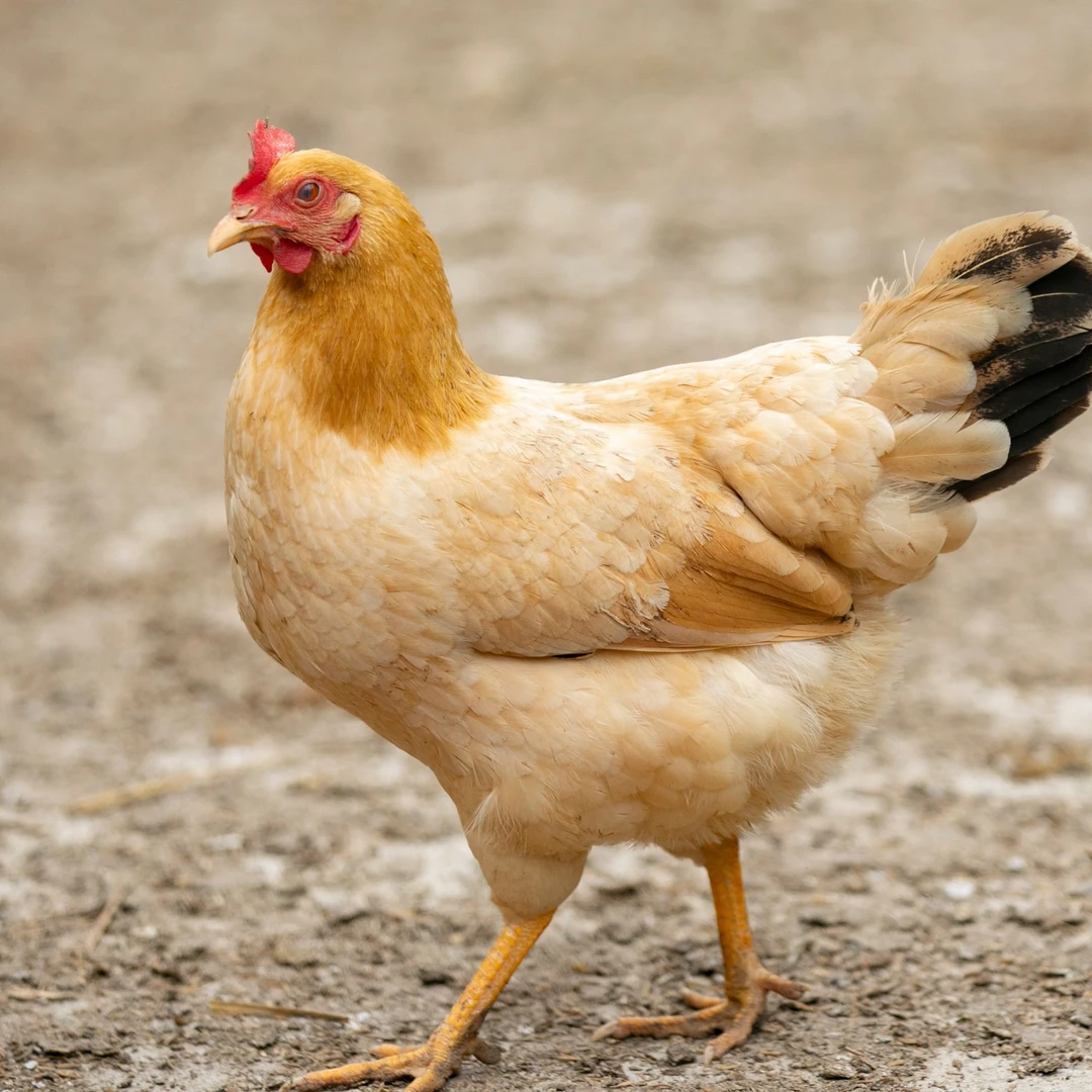 黄山深山散养正宗新鲜现杀黄油老母鸡