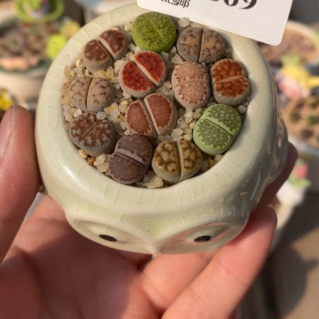 生石花花花花花花669