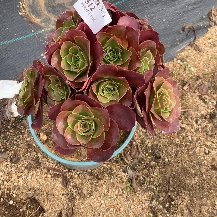 512玫瑰多肉植物特价
