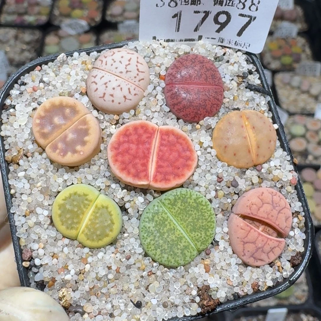 zz好货也清了1797