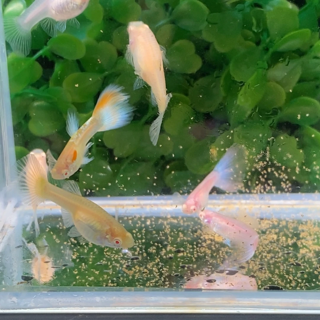 孔雀鱼蓝白三公四母孔雀鱼