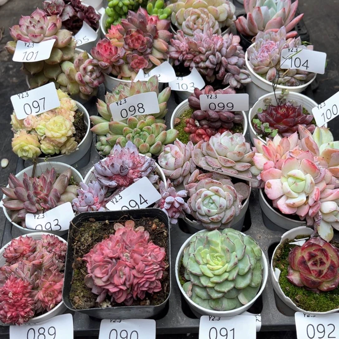 礼物五颗冰魄123456