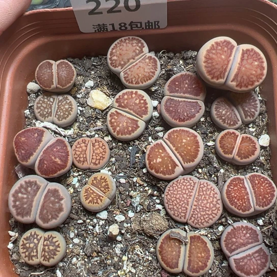 【闪购商品】220……