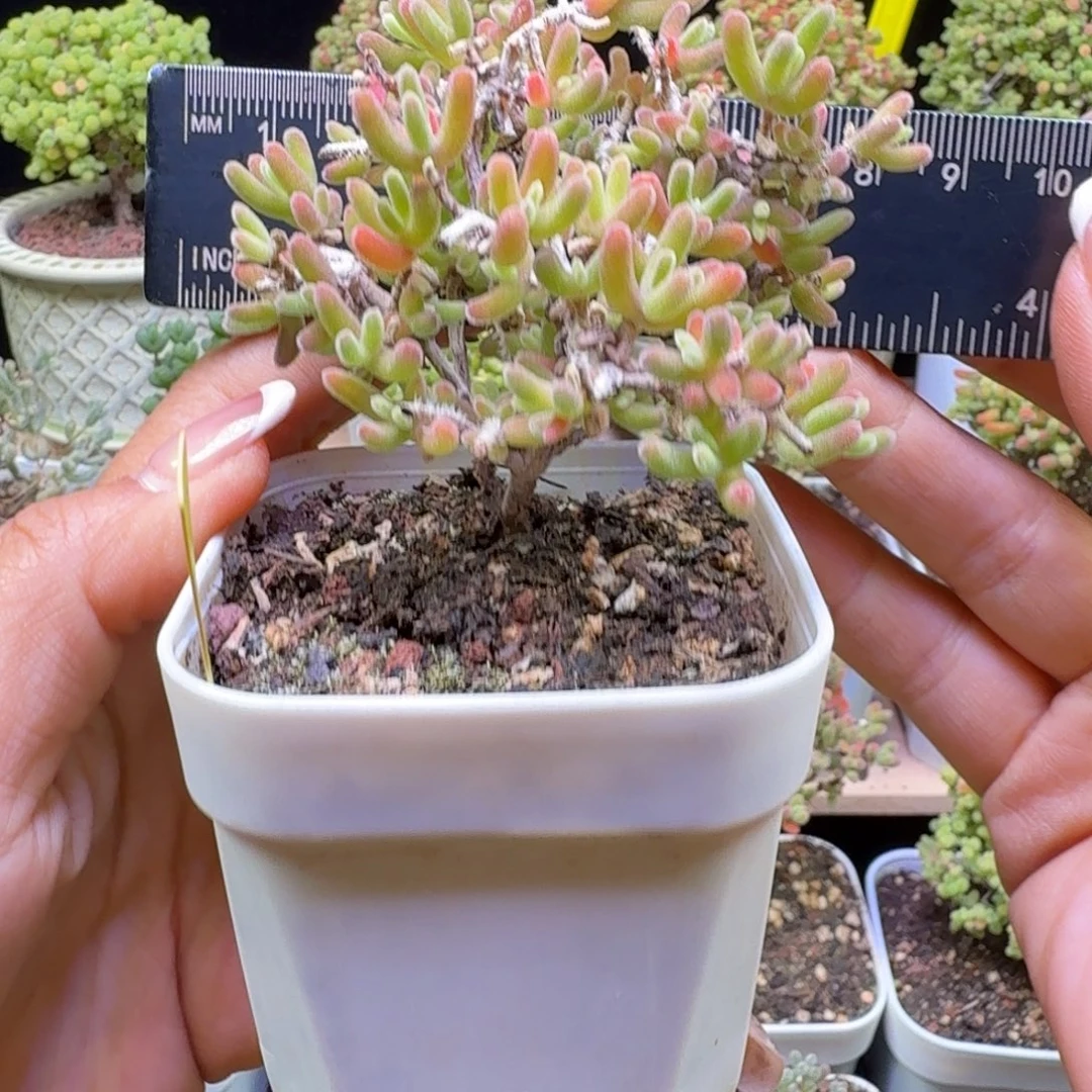 a390号钻石黄化锦冠服7厘米左右