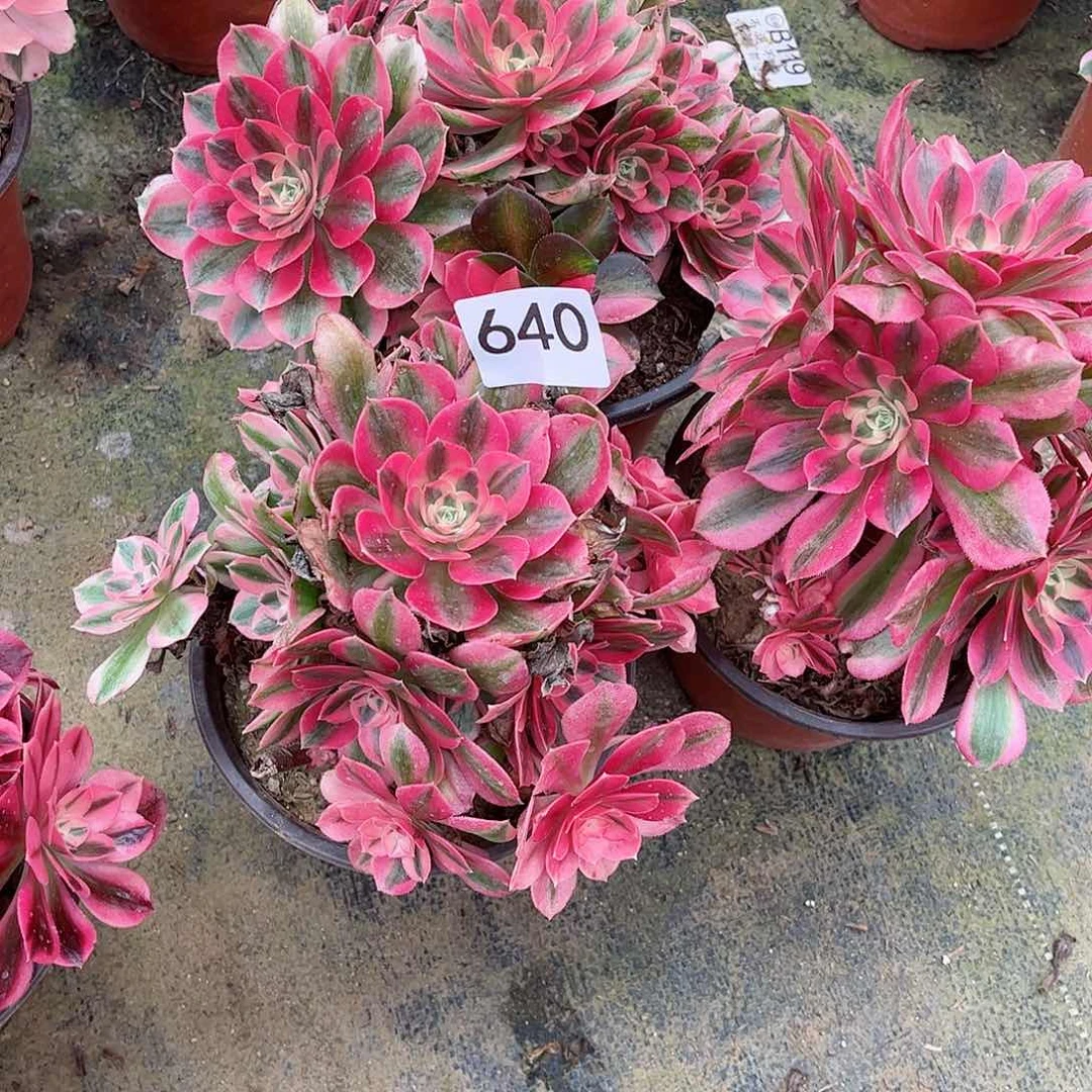 多肉植物组合640