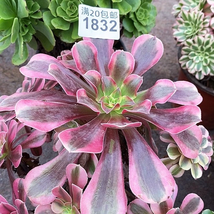 1832 一颗法师多肉