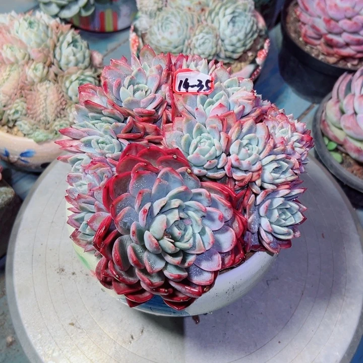 ༺****༻精品多肉植物老桩