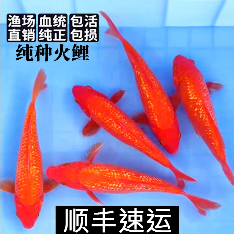 精品火鲤纯种红白锦鲤观赏鱼活体鱼淡水鱼送鱼食顺丰包活包赔