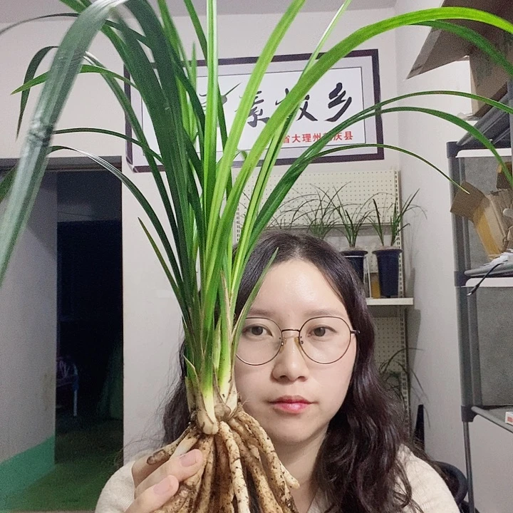 大部分花苞少量开放