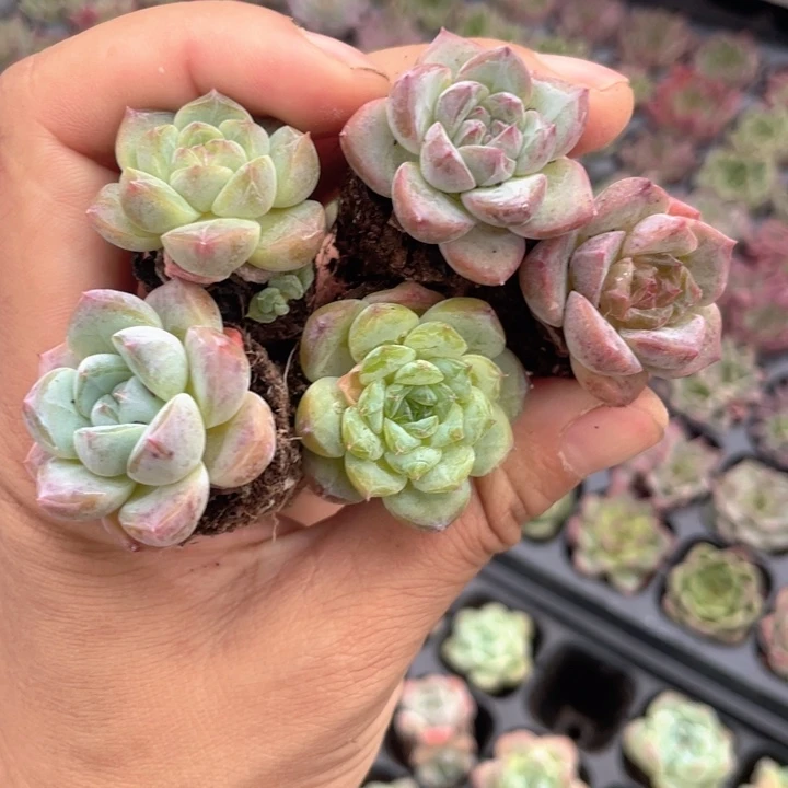 糖心组合5颗一组满18包邮