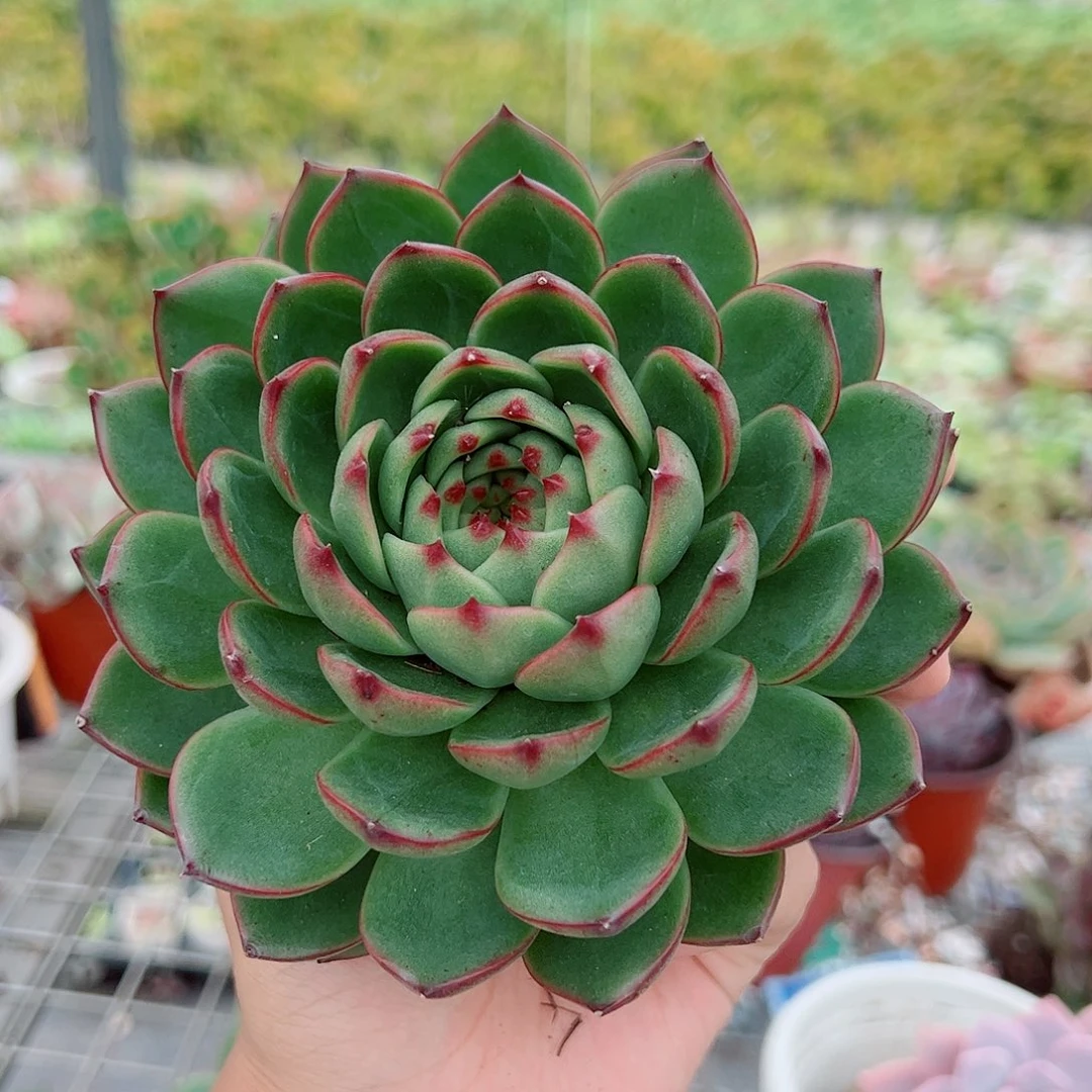 月亮石大单头精品特价