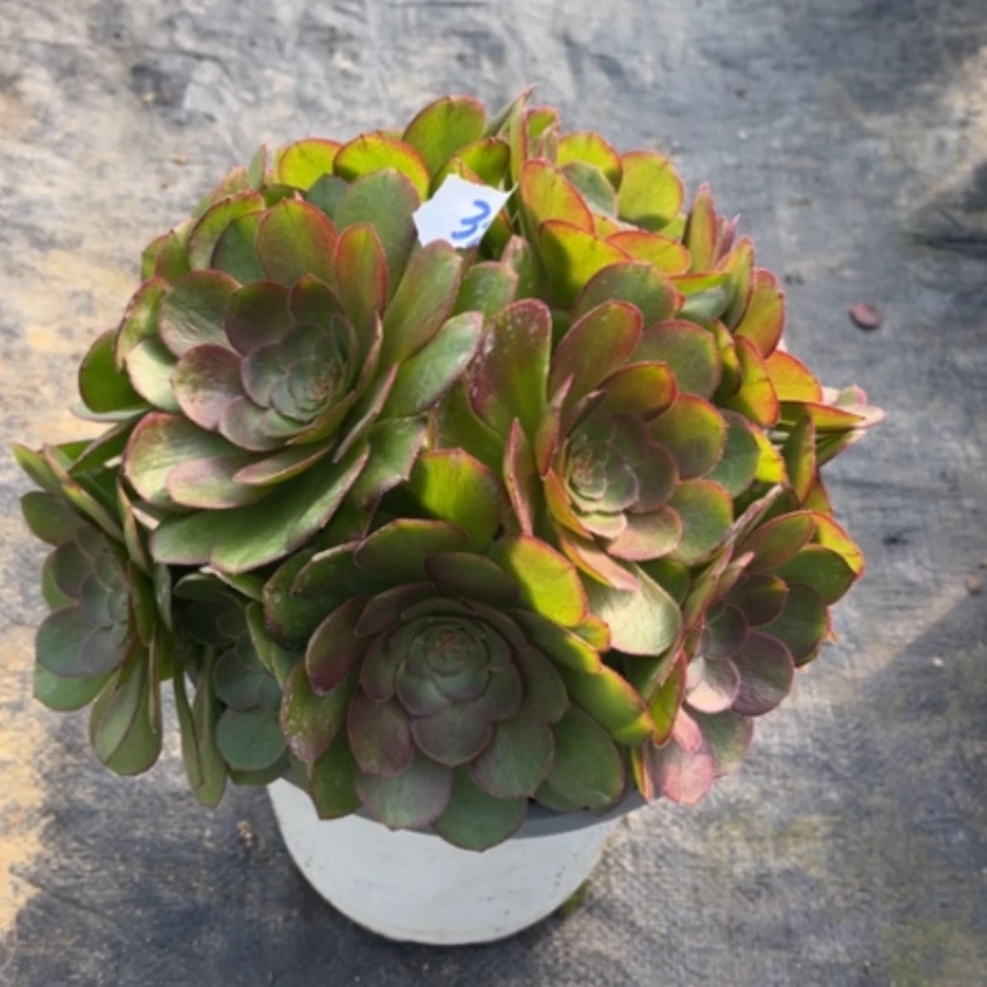 【闪购商品】33莎啦碗多肉法师