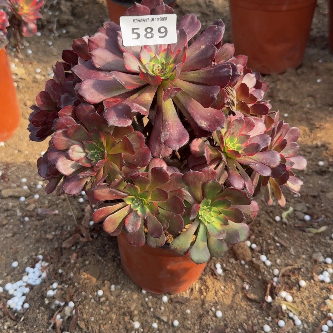 589烟花。多肉植物