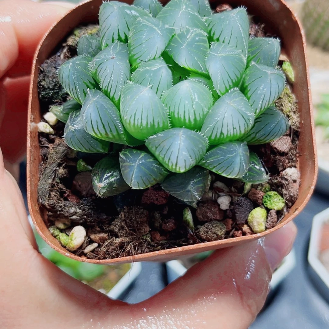 蓝镜玉露多肉植物66655