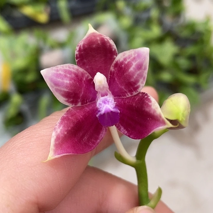 完全开放红星星蘑菇盾CA701 2.5寸带花叶片微瑕介意慎拍
