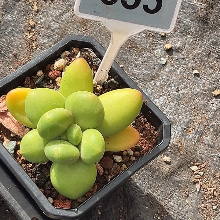 芒果奶多肉植物655