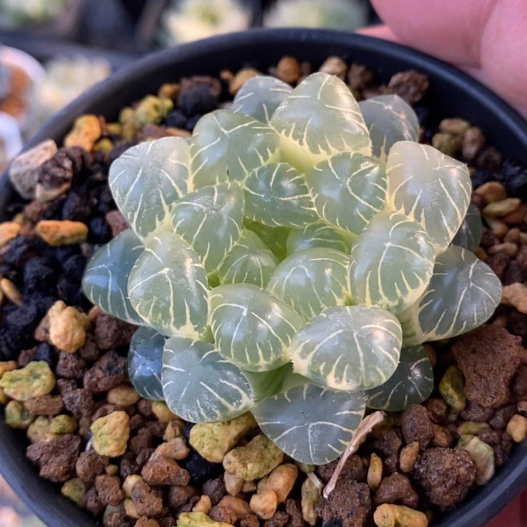 一颗糊斑湖水玉露锦 新年福利