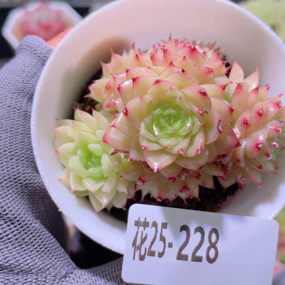 花利美25-228麦秆群